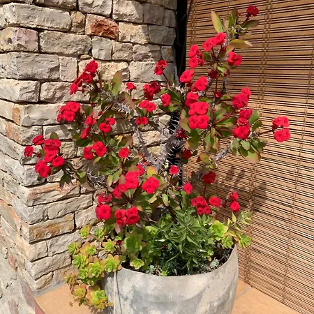 Bed & Breakfast Sole Azzurro Custonaci